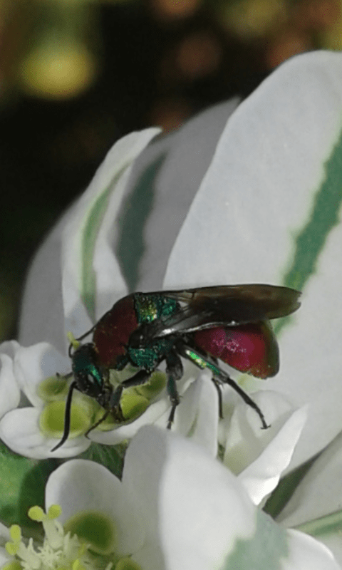 Hedychrum sp. (Chrysididae)?